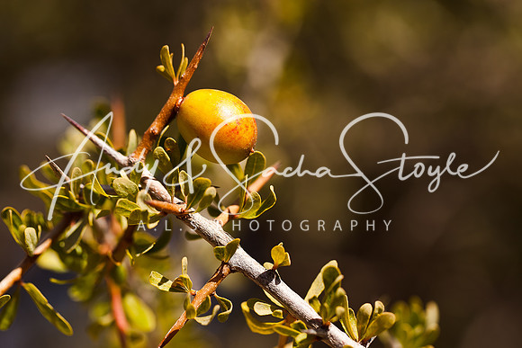 Tafraoute 053