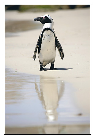 088 African Penguin