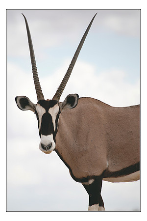 166 African Wildlife