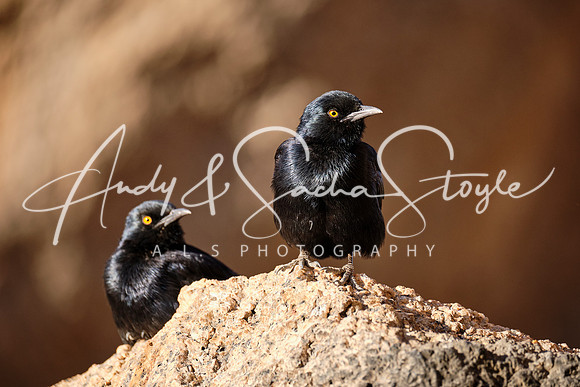 10GlossyStarling02