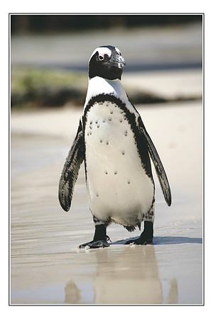 280 African Penguins Cape Peninsula022