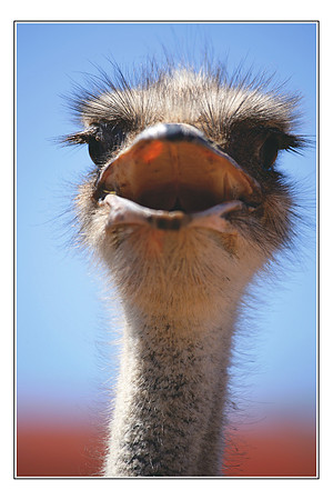 202 Africa Wildlife