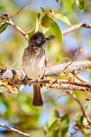 12RedEyedBulbul01