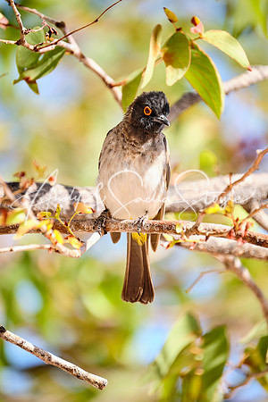 12RedEyedBulbul03