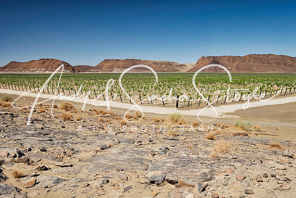 23Ais-Rictersveld06