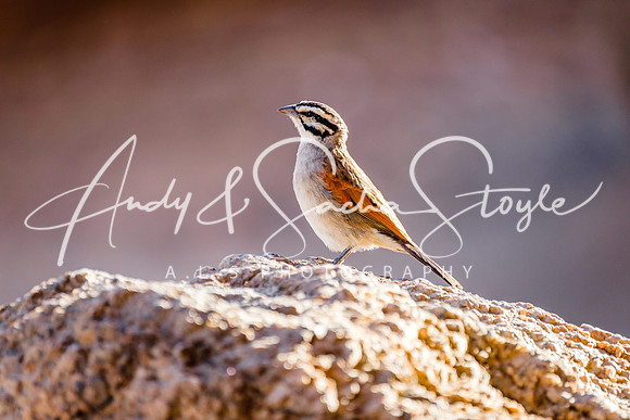 15CapeBunting01