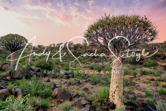 02QuiverTreeForest01