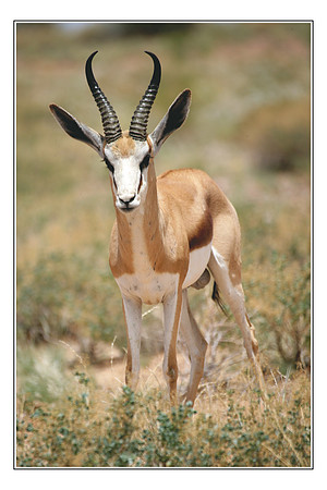 239 Springbok Augrabies