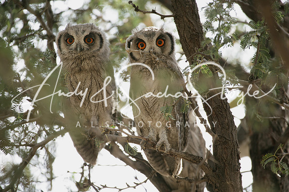 05OwlSouthernWhite-facedScops01