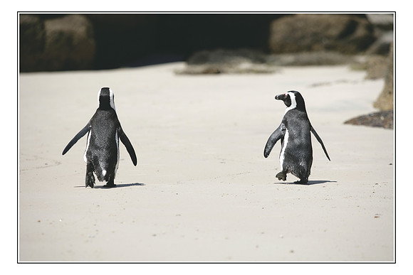 284 African Penguins Cape Peninsula033