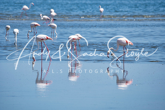 17Flamingo03