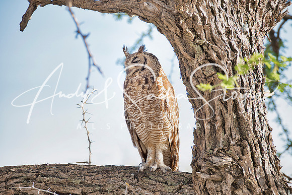 07SpottedEagleOwl01
