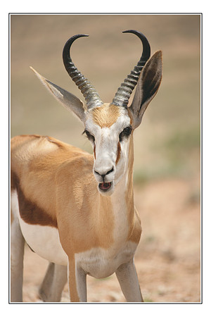 240 Springbok Kgalagadi Transfrontier