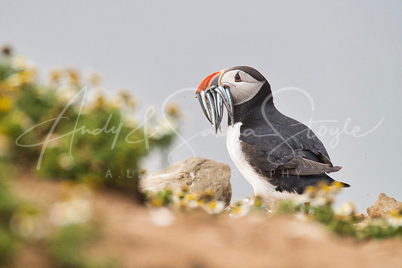 20-WWales-Skomer07