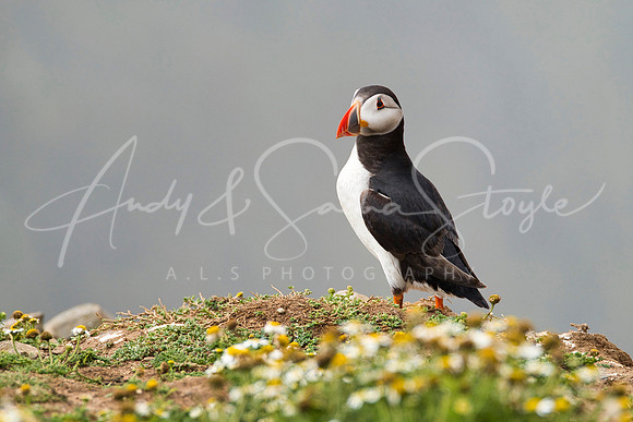 20-WWales-Skomer06