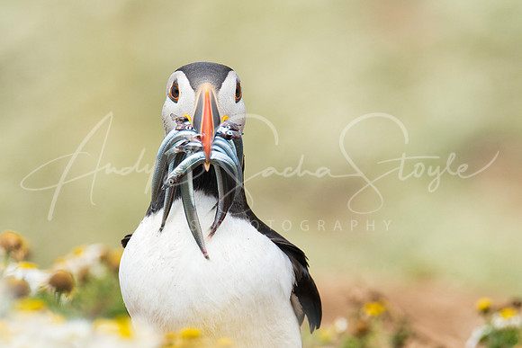 20-WWales-Skomer04