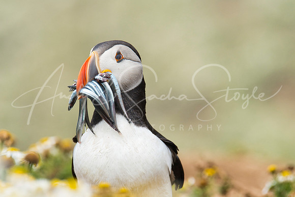 20-WWales-Skomer05