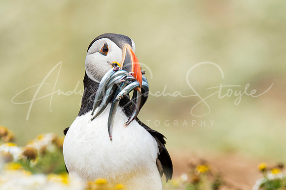 20-WWales-Skomer03