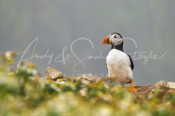 20-WWales-Skomer08