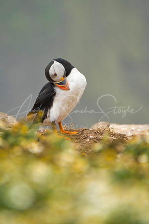 20-WWales-Skomer09