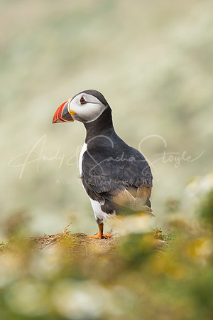 20-WWales-Skomer10