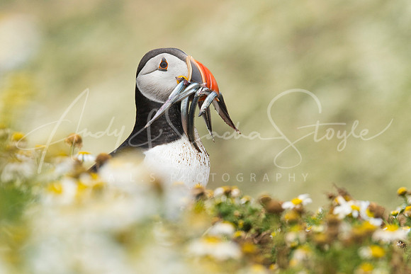20-WWales-Skomer12