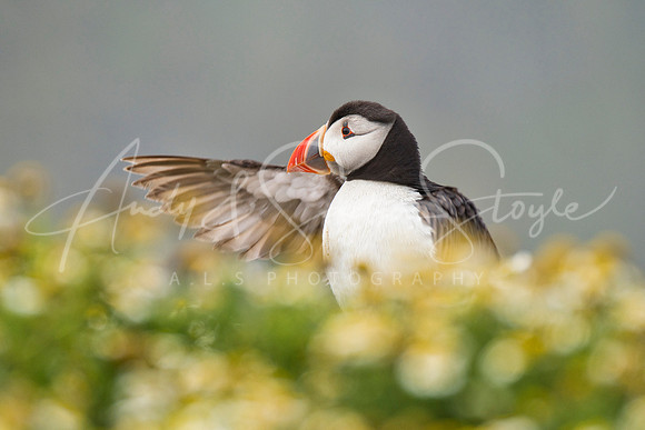 20-WWales-Skomer11