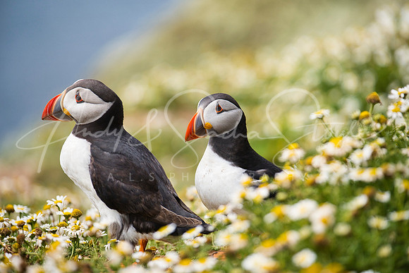 20-WWales-Skomer13