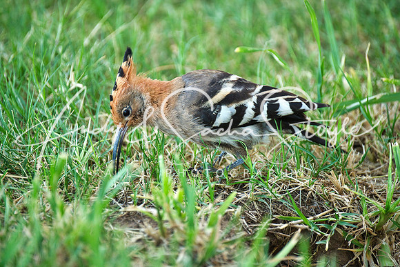 19AfricanHoopoe01