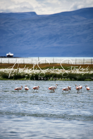 El Calafate 160a