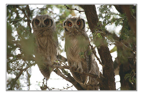238 Southern White-faced Scops Owl