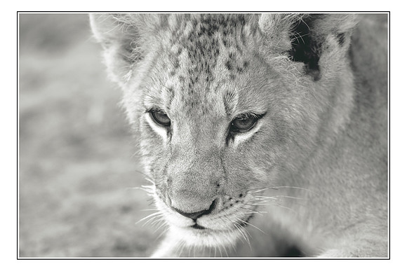 199 Africa Wildlife