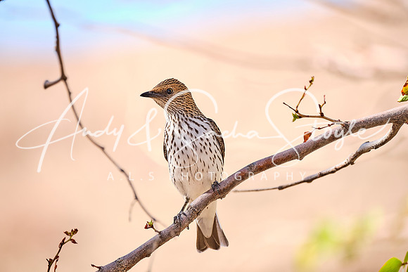 11THrush02