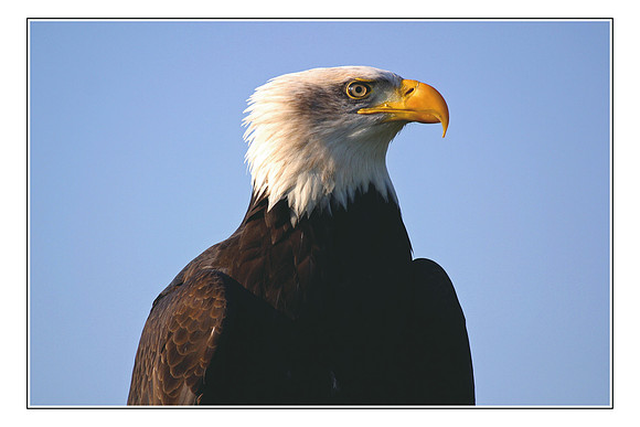 242 American Bald Eagle