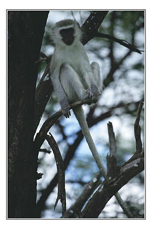 241 Vervet Monkey Pilansberg