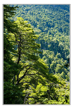 Chile Parque National Huerquehue  Pucon 01
