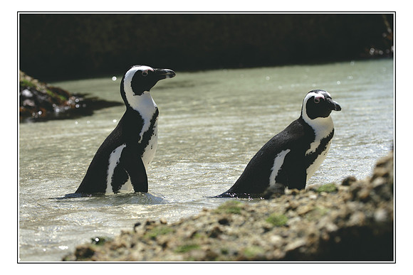 283 African Penguins Cape Peninsula028
