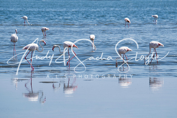17Flamingo01