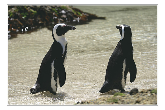 282 African Penguins Cape Peninsula026