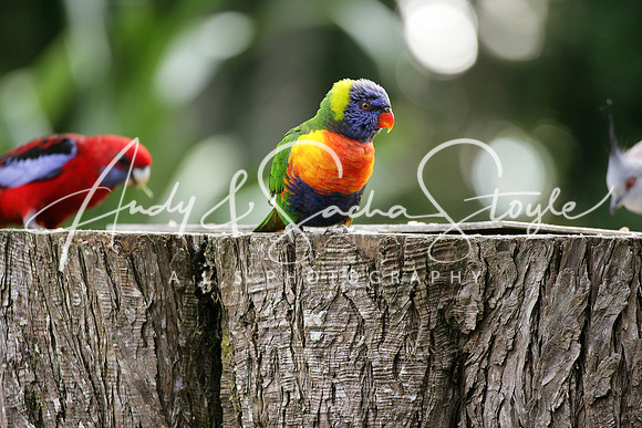 06-SprigbrookNationalPark06