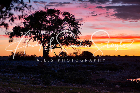 07Etosha10