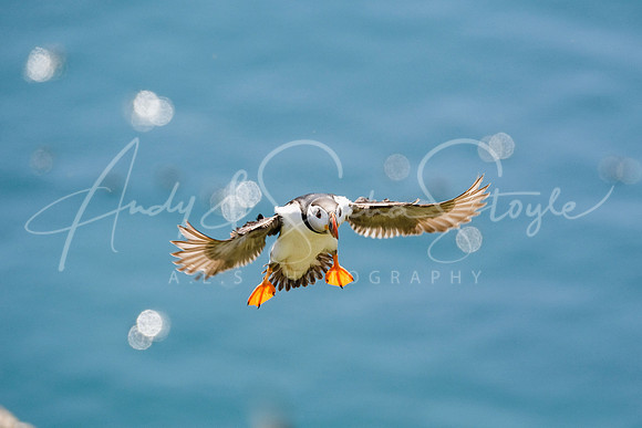 20-WWales-Skomer01
