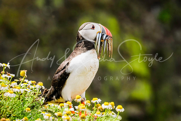 20-WWales-Skomer02