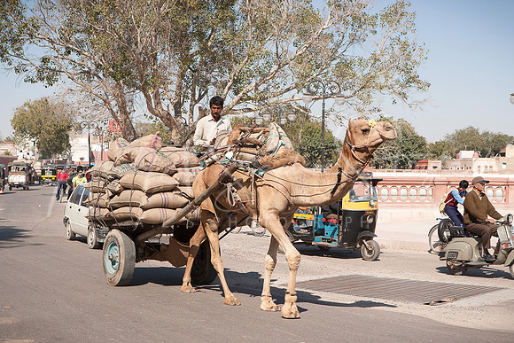 01-India-Bikaner22