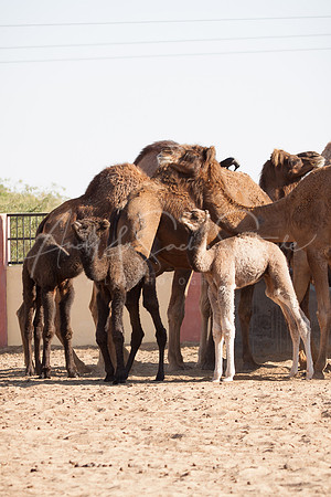 01-India-Bikaner25