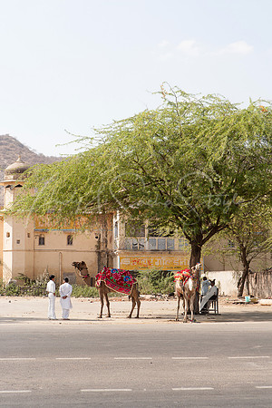 01-India-Jaipur12