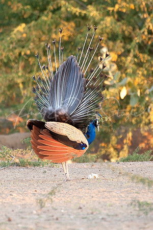 01-India-Jaisalmar16