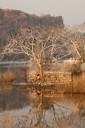 01-India-Ranthambore04