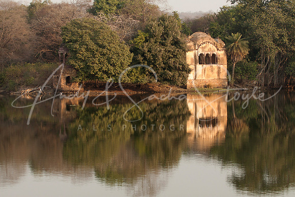 01-India-Ranthambore06