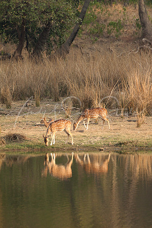 01-India-Ranthambore07